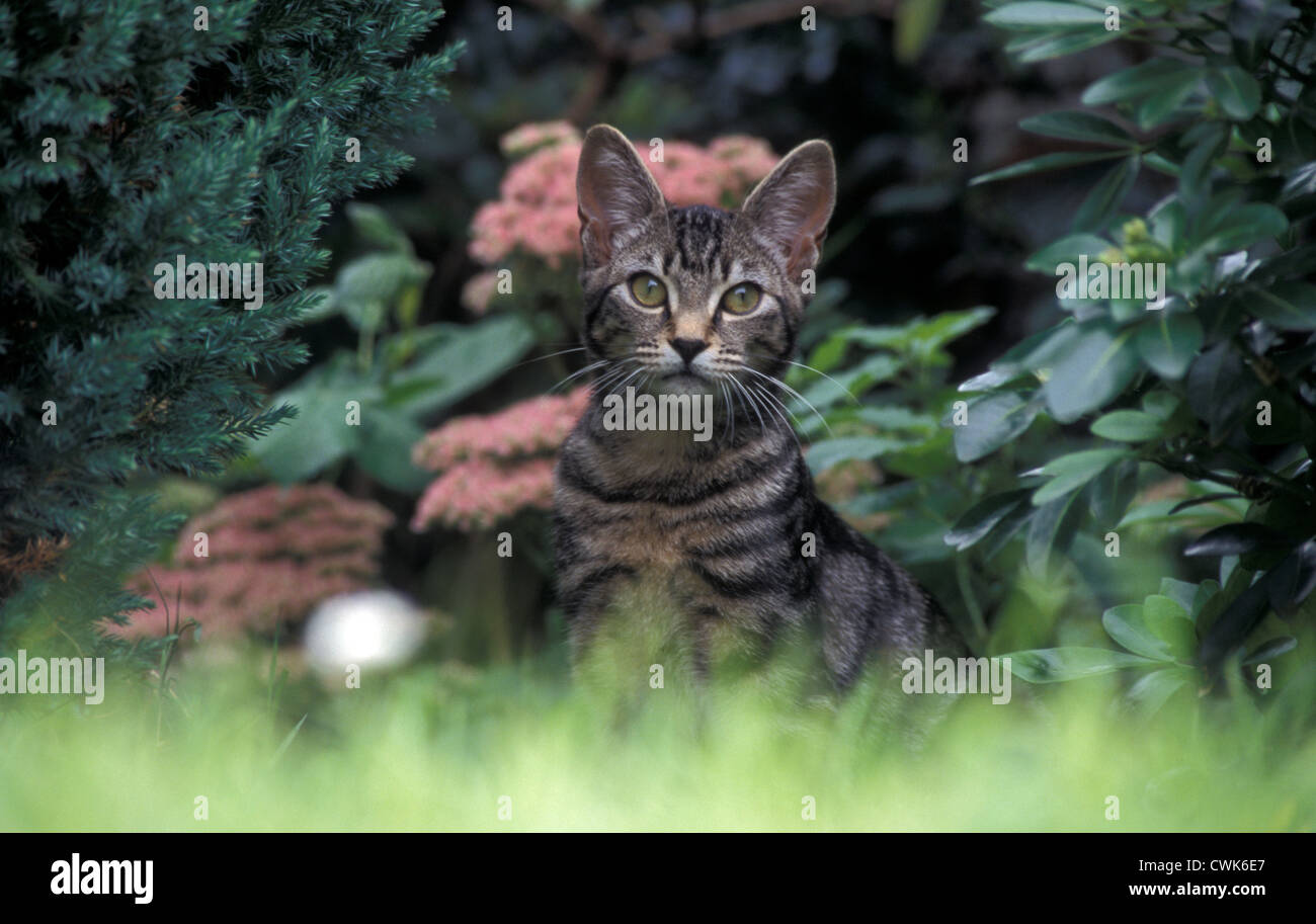 young tabby cat stalking Stock Photo - Alamy