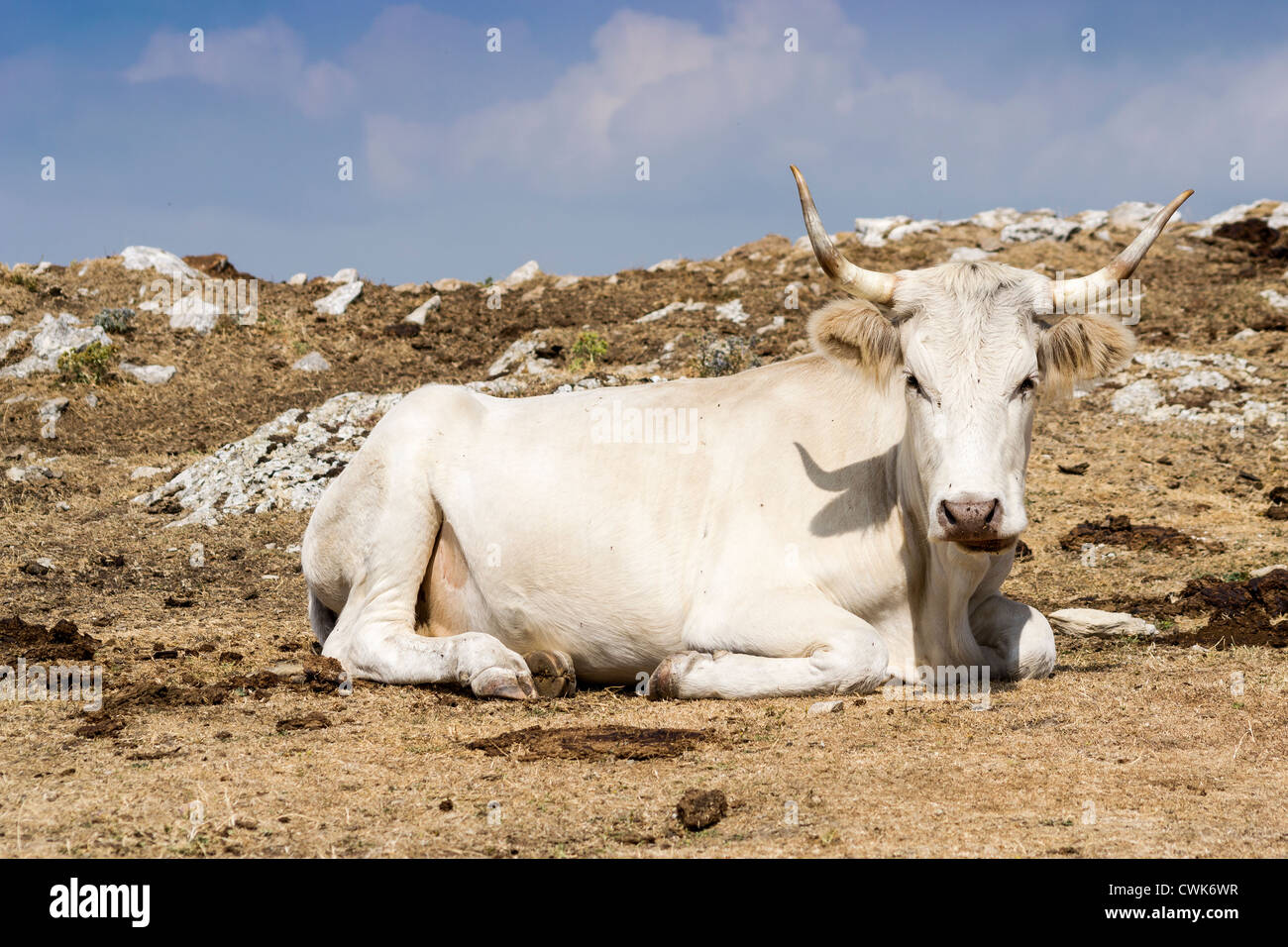 portrait of cow on a farm Stock Photo - Alamy