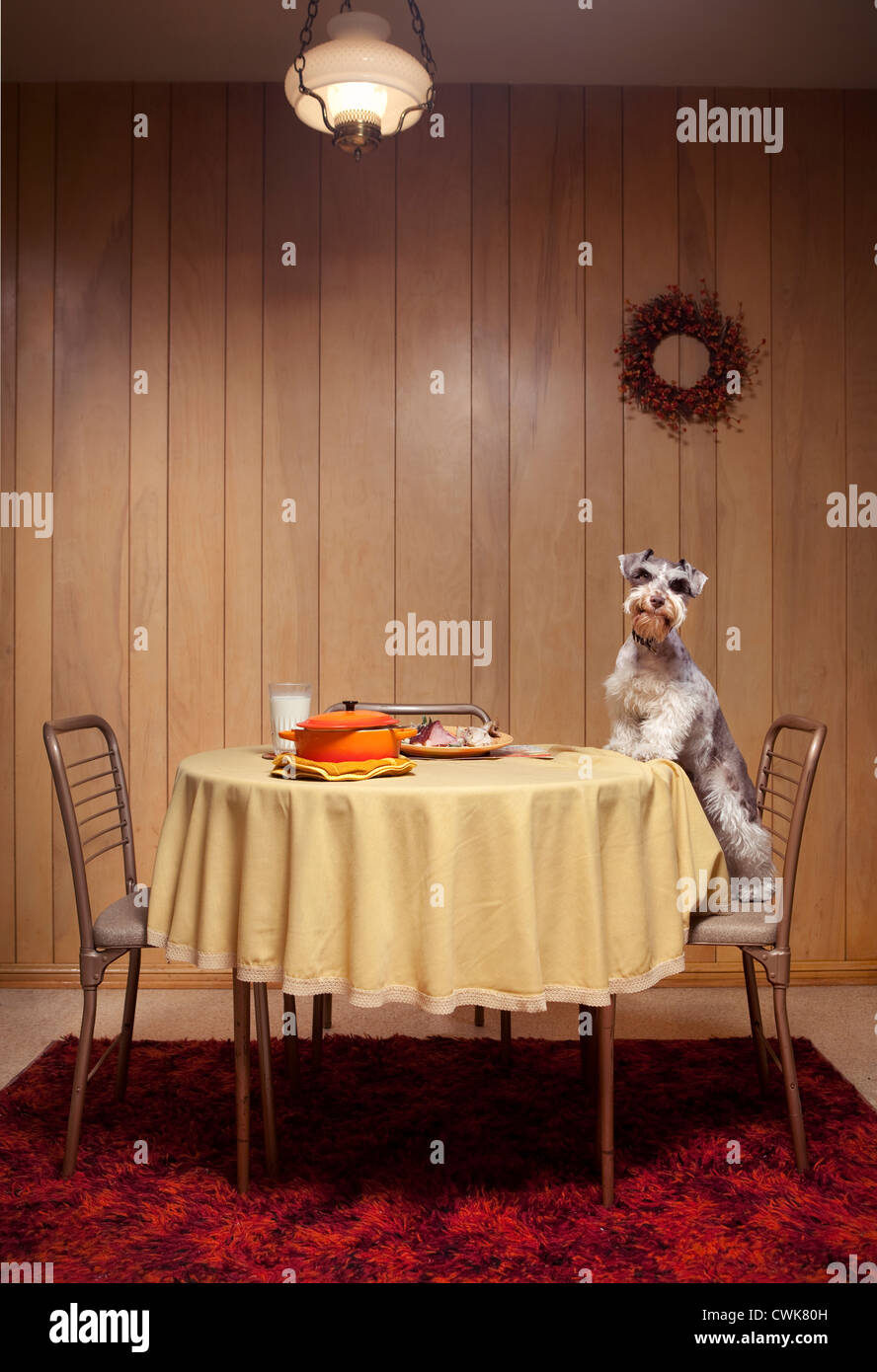 Miniature schnauzer standing on chair at table Stock Photo