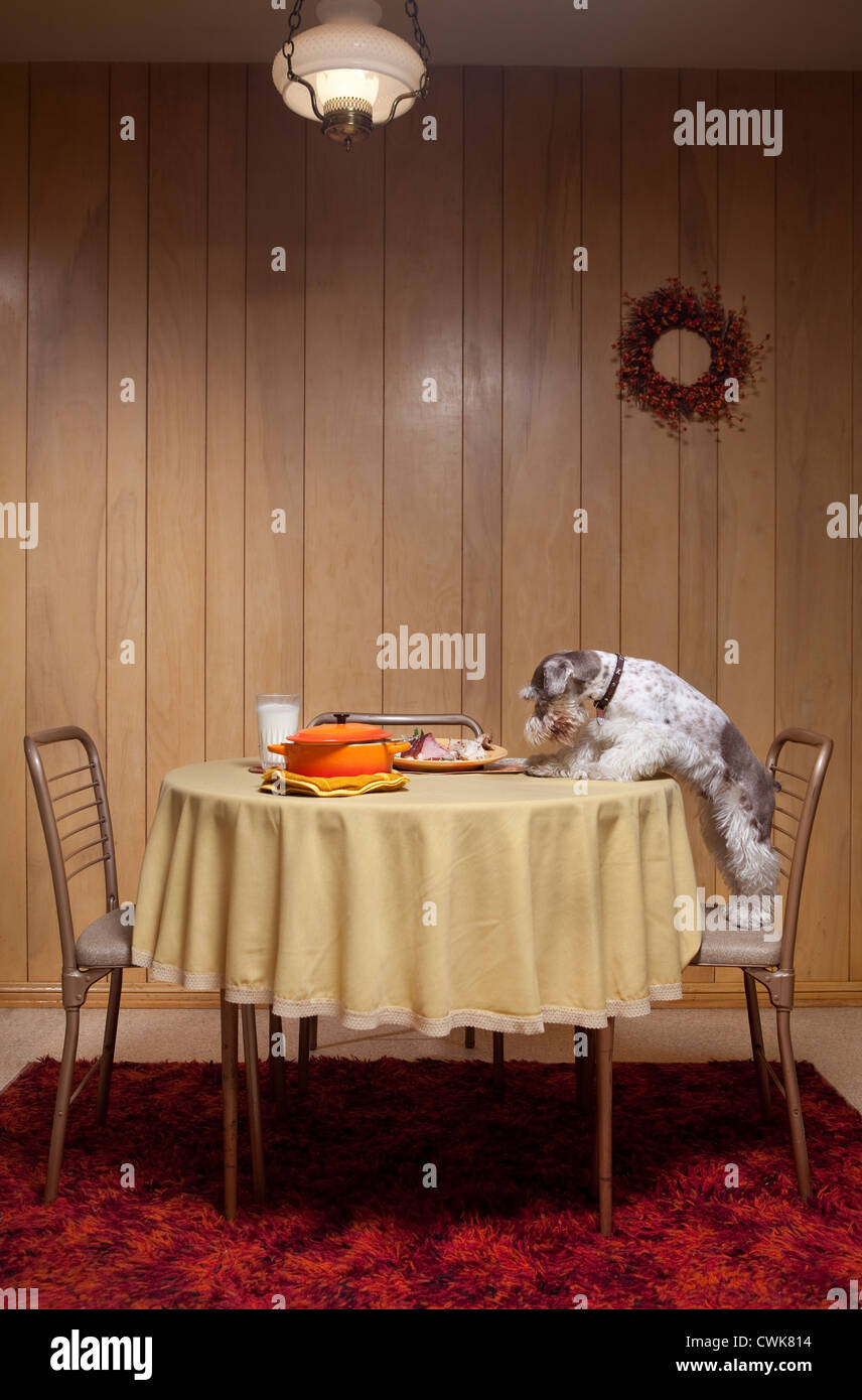 Miniature schnauzer standing on chair at table Stock Photo