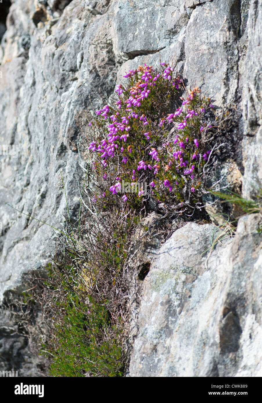 Wild thyme (Thymus alpigenus) growing in the rocks of Slieve League cliffs, County Donegal, Ireland. Stock Photo