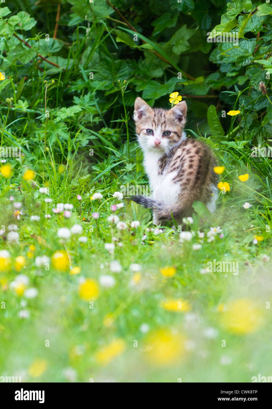 Cute kitten in the garden Stock Photo - Alamy