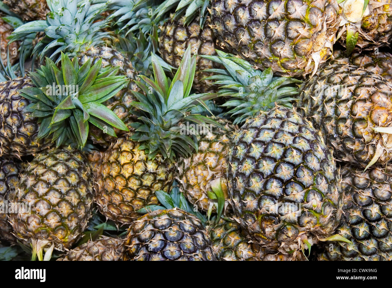 Abundant pineapple harvest in Tagaytay, Philippines Stock Photo Alamy