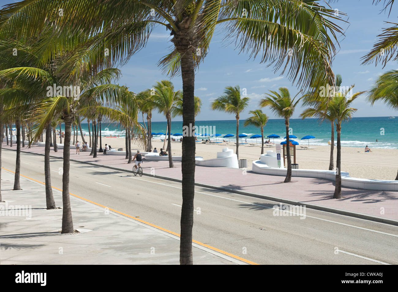 PALM TREES SOUTH SEABREEZE BOULEVARD BEACH FORT LAUDERDALE FLORIDA USA