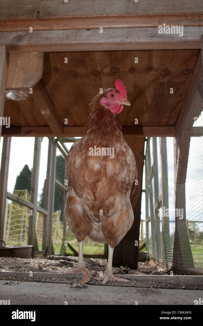 Chicken run enclosure hires stock photography and images Alamy