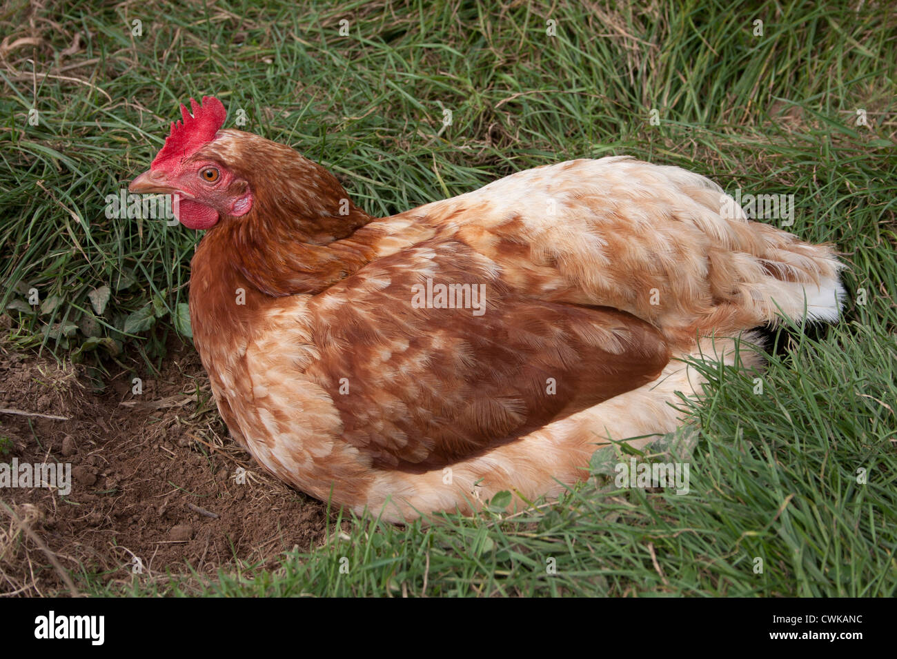 chicken having dust bath Stock Photo