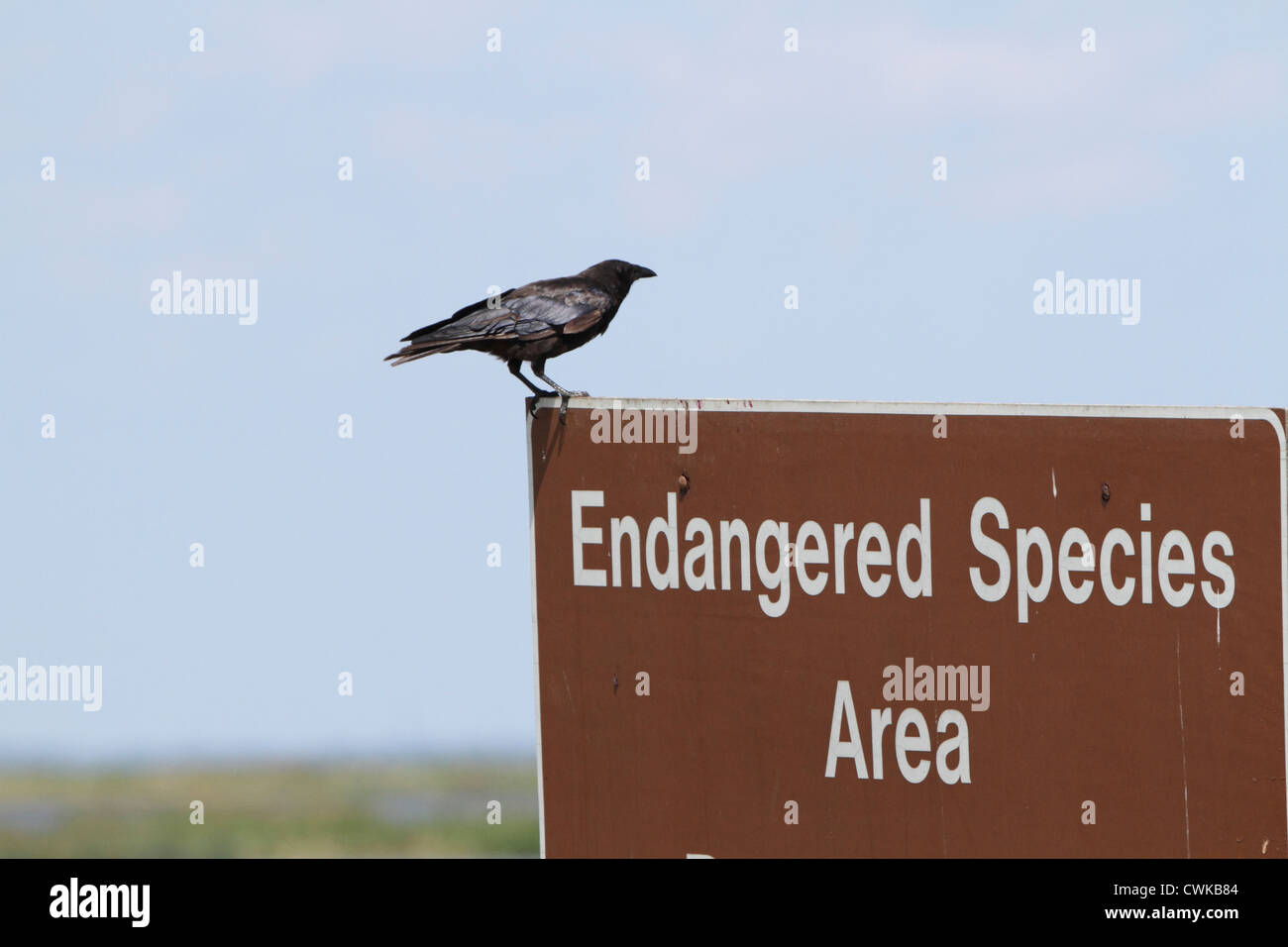 A crow standing on a sign at the Edwin B. Forsythe National Wildlife refuge, Oceanville, NJ Stock Photo