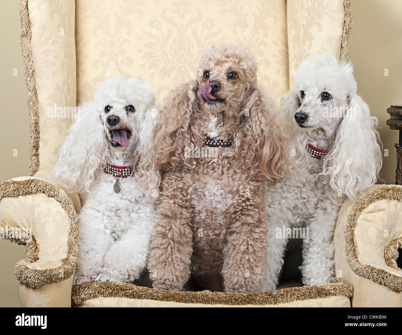 Shot of Three Miniature French Poodles on Chair Stock Photo