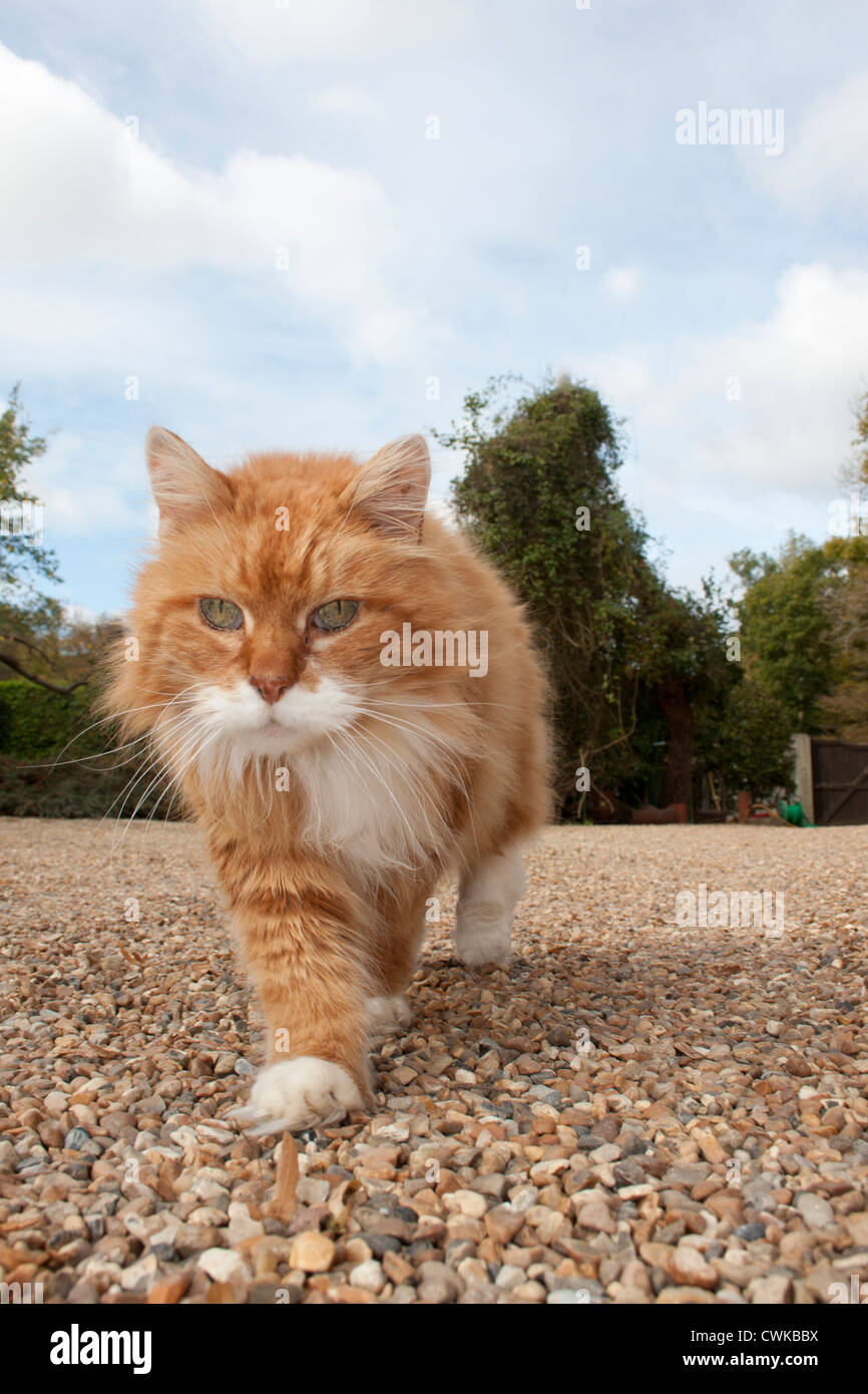ginger cat walking Stock Photo Alamy