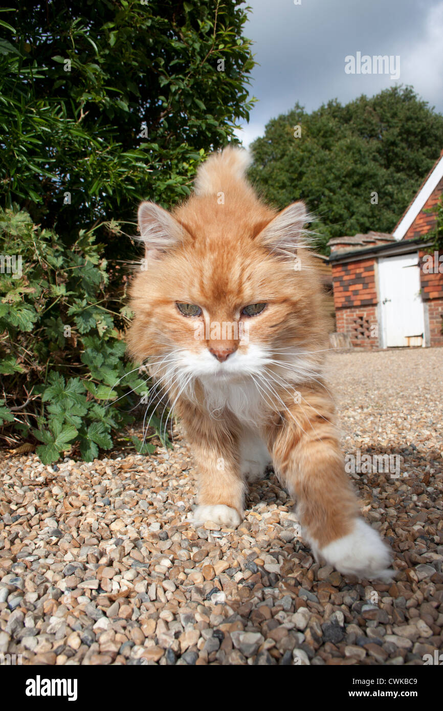 ginger cat walking Stock Photo Alamy