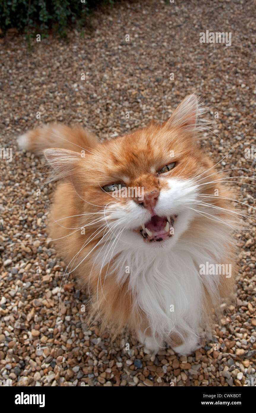 Ancabe1634 hires stock photography and images Alamy