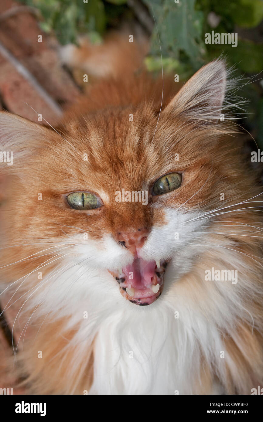 ginger cat meowing Stock Photo Alamy