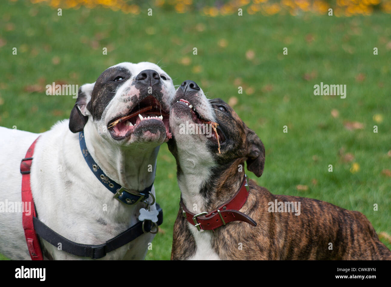 Dogs mating hi-res stock photography and images - Alamy