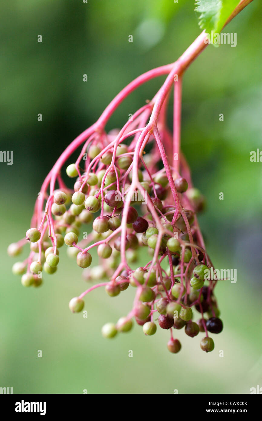 Bez cerny (Sambucus nigra) / common black elderberry Stock Photo