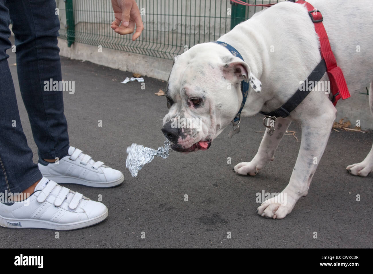 Dog on lead scavenging for food on pavement Dog on lead scavenging for food on pavement