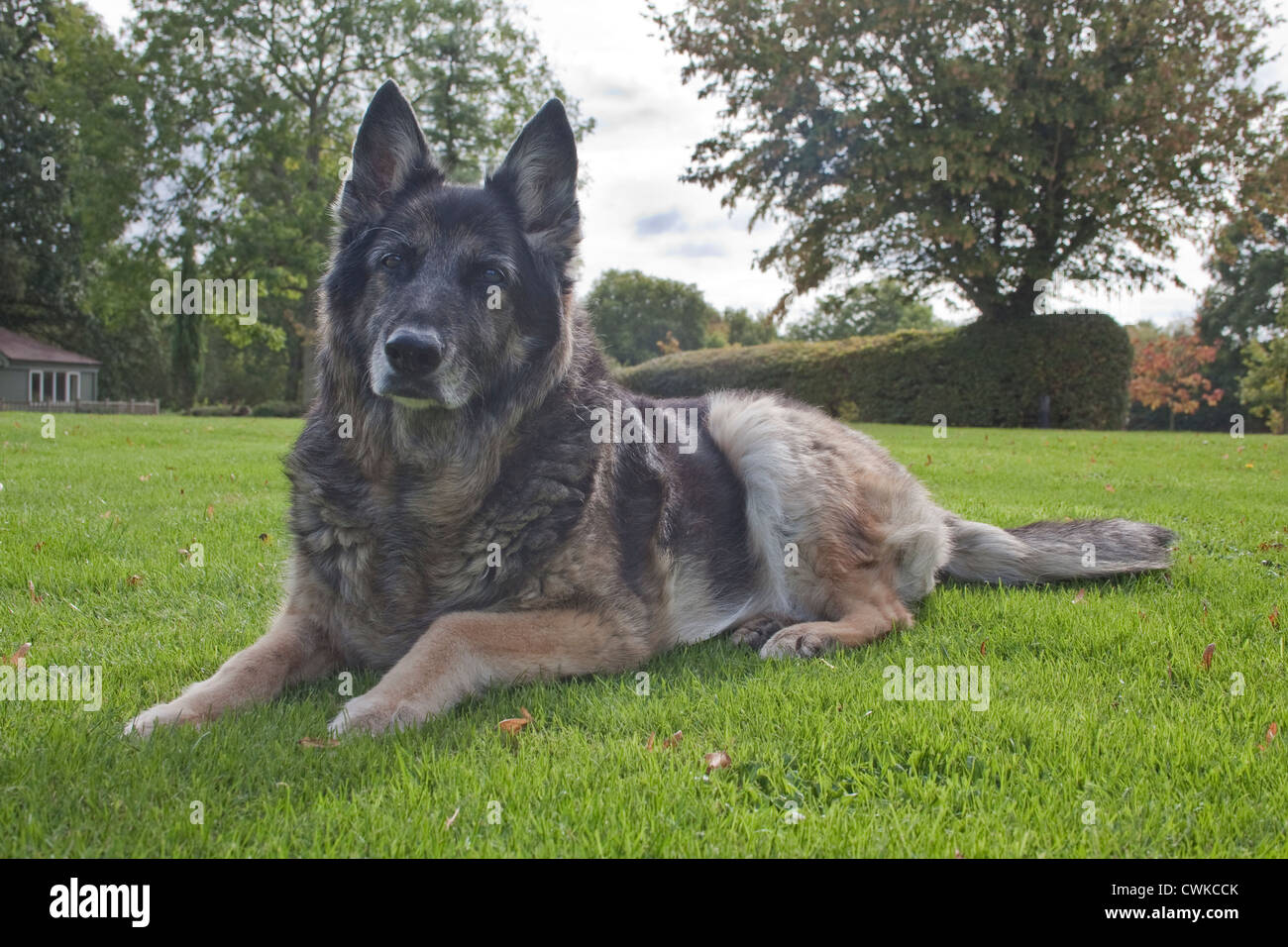 german shepherd cross Stock Photo Alamy