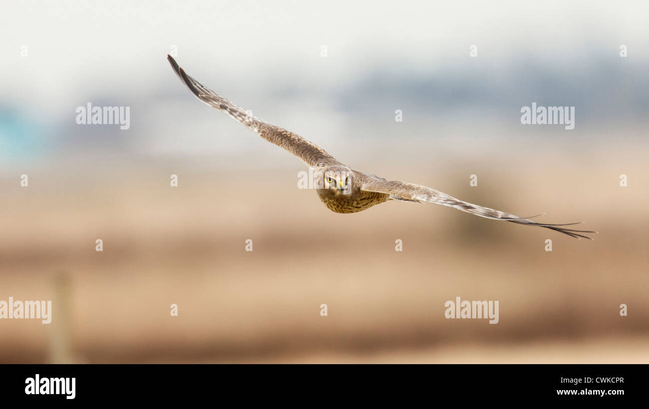 Canada, British Columbia, Boundary Bay, young male Northern Harrier (Circus cyaneus) in flight Stock Photo