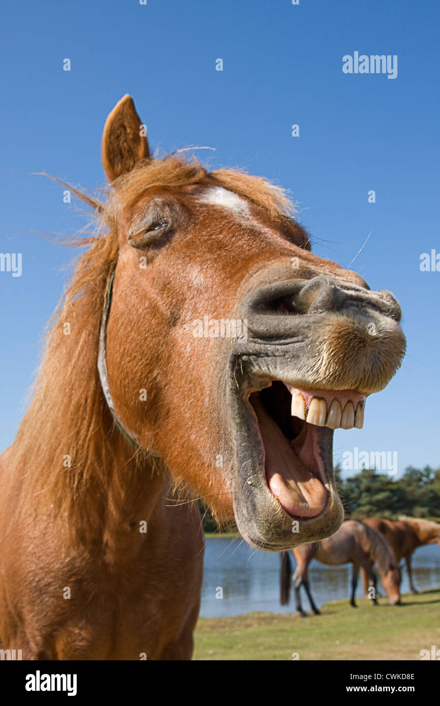 laughing pony, New Forest, England Stock Photo