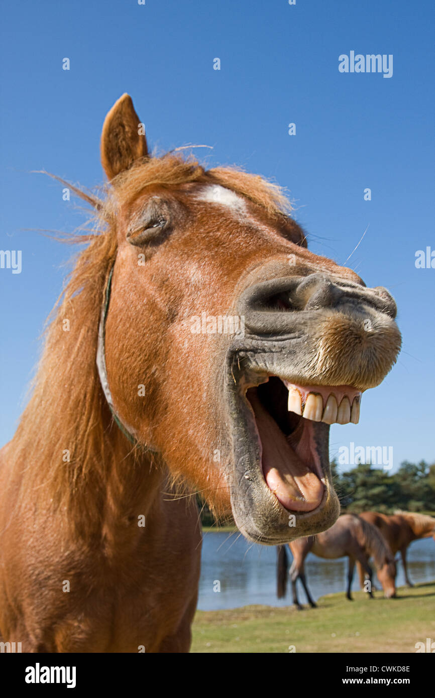 Funny horse face laughing hires stock photography and images Alamy