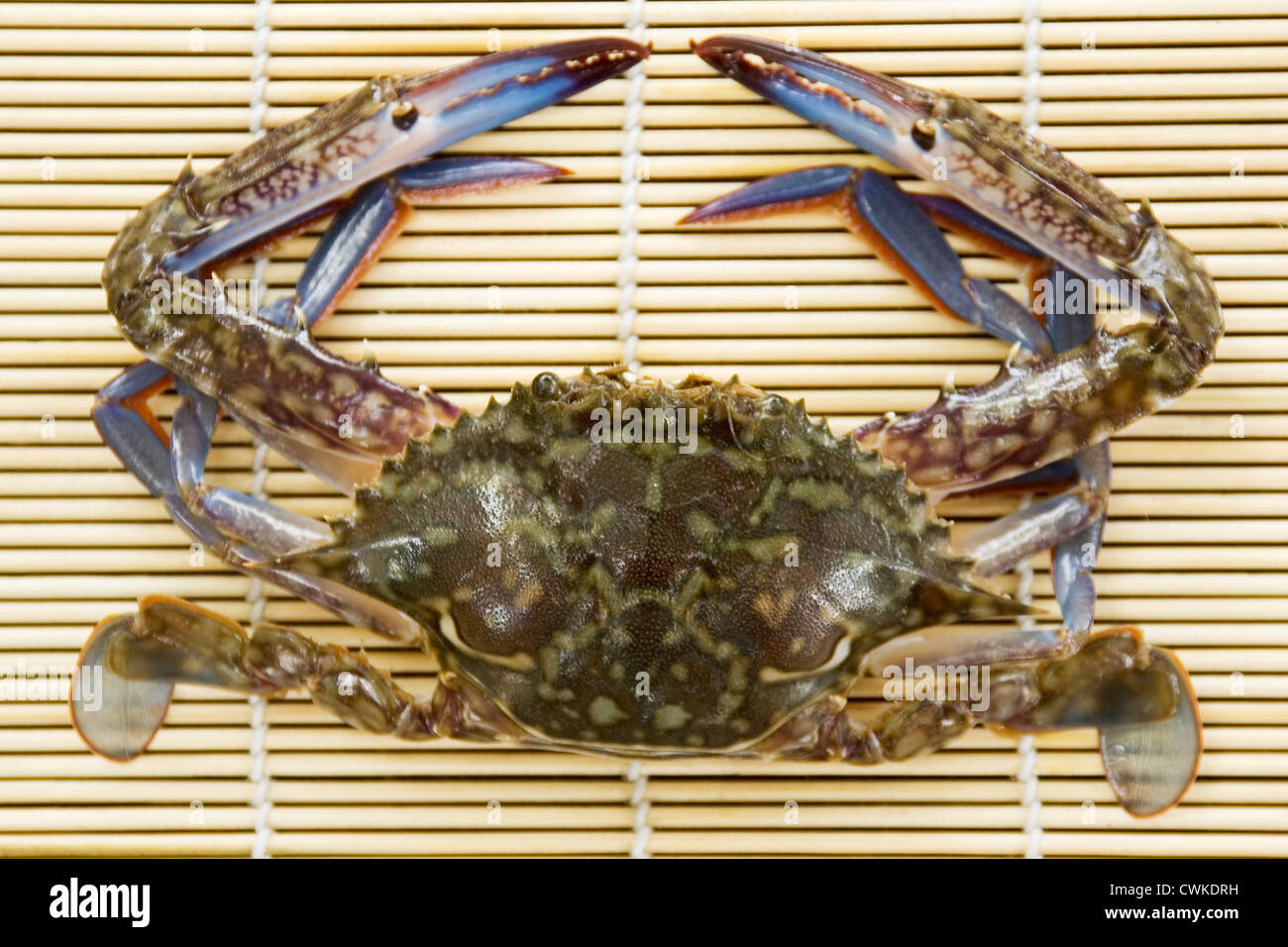 Crab from the Philippines Stock Photo Alamy