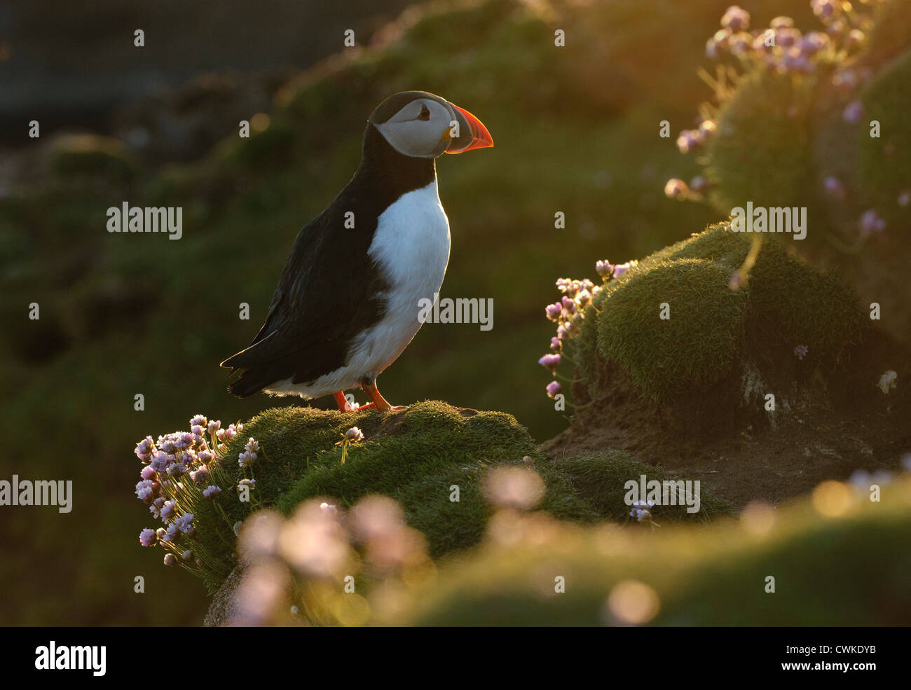 Atlantic puffin (Fratercula arctica) summer adult among thrift flowers in evening light. Fair Isle, Shetland. June. Stock Photo