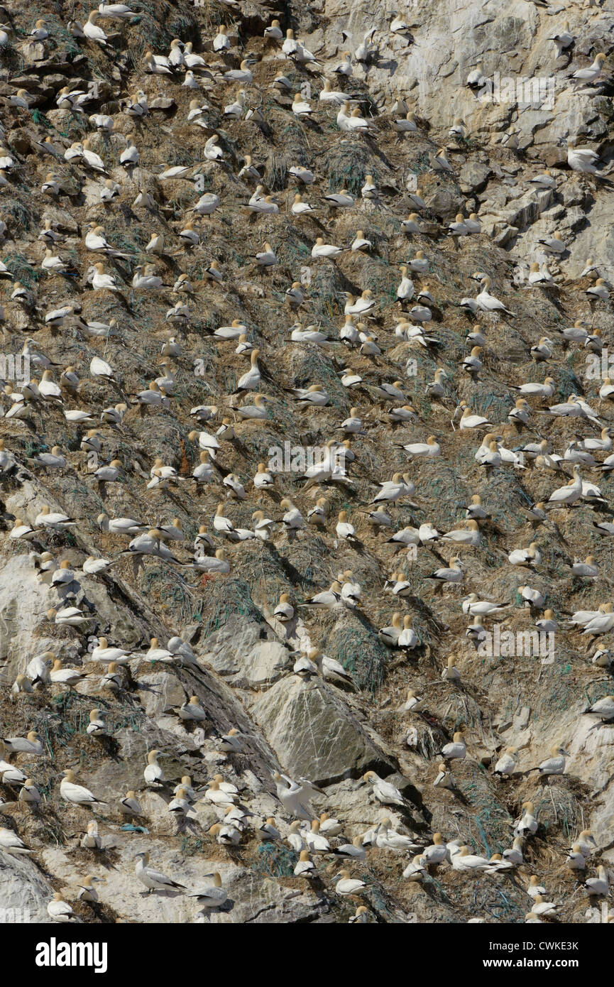 Northern gannets (Morus bassanus) breeding colony at Muckle Flugga showing nests constructed from discarded lines and net. Stock Photo