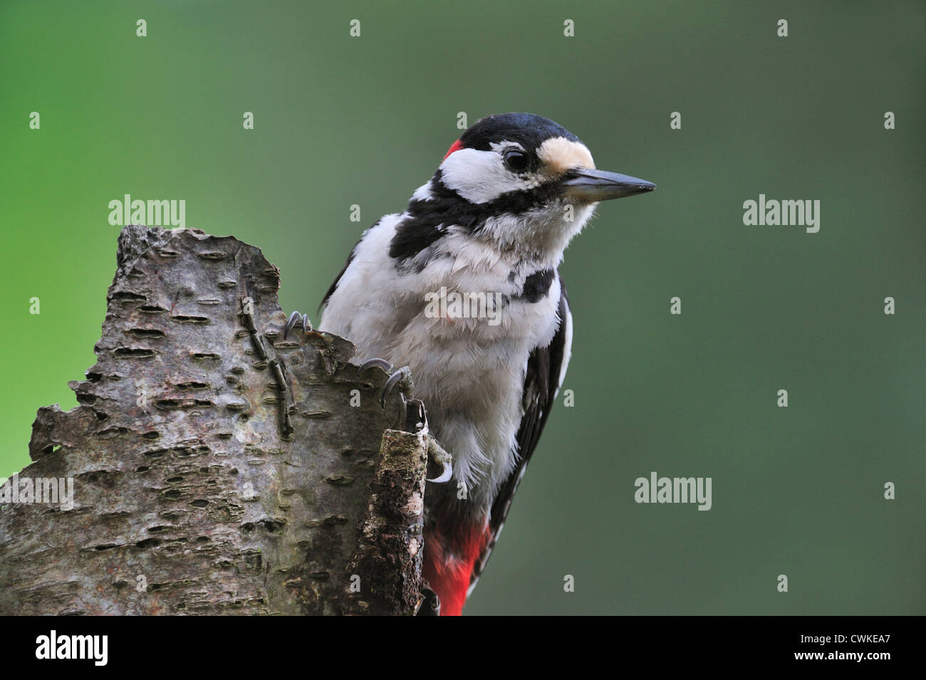 Great Spotted Woodpecker / Greater Spotted Woodpecker (Dendrocopos major) male on tree trunk in forest, Belgium Stock Photo