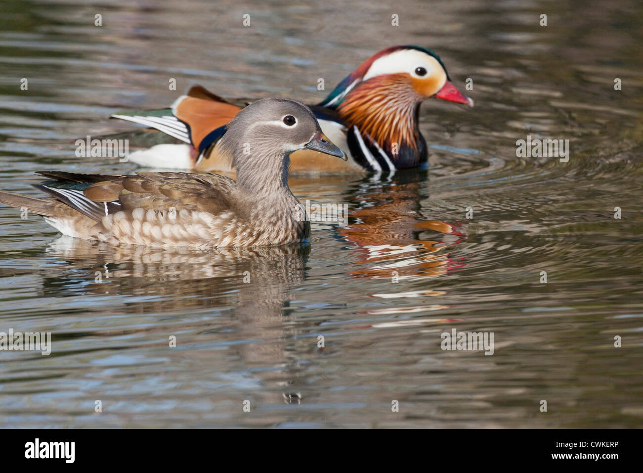 Mandarin ducks china hires stock photography and images Alamy
