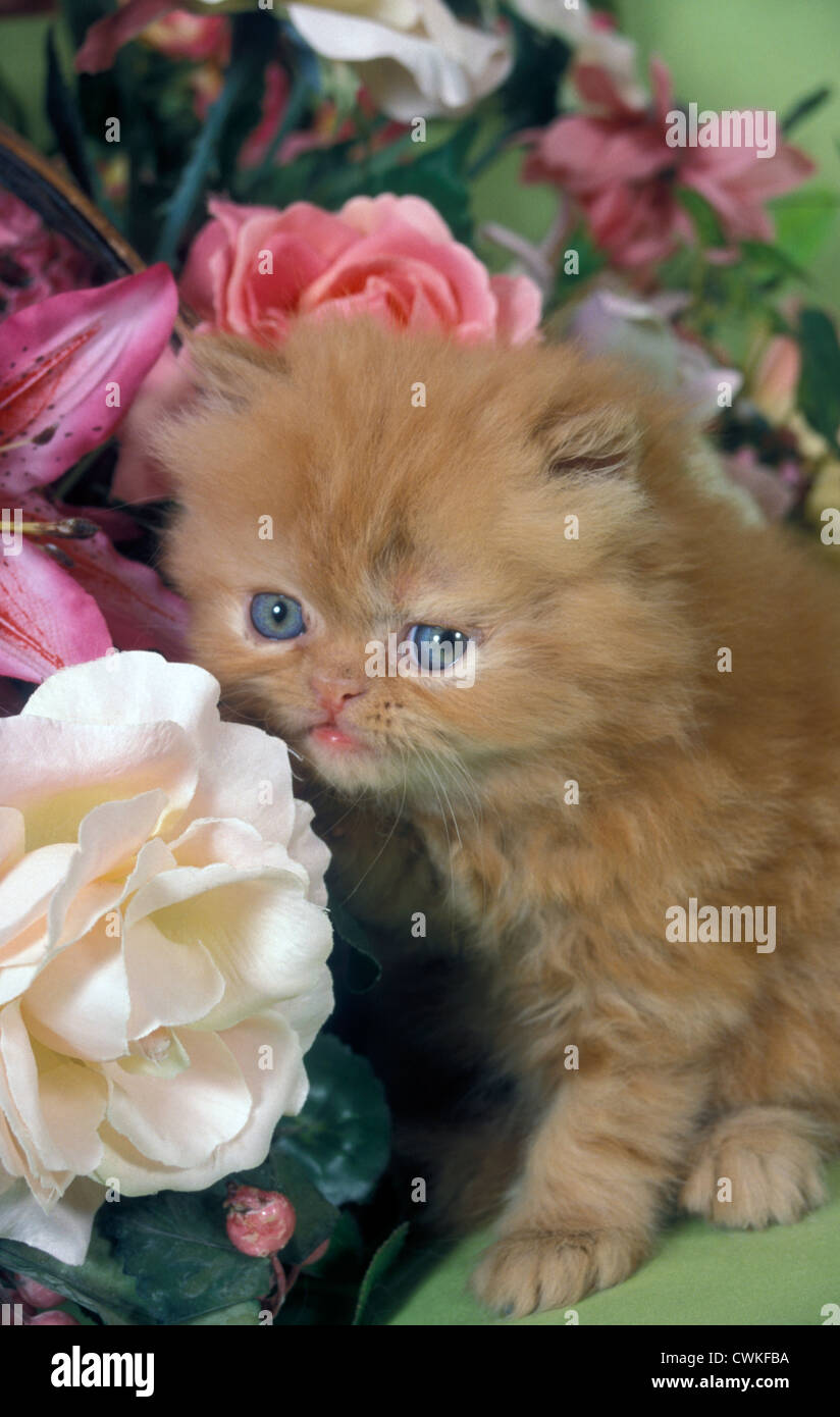 ginger persian kitten among flowers Stock Photo Alamy
