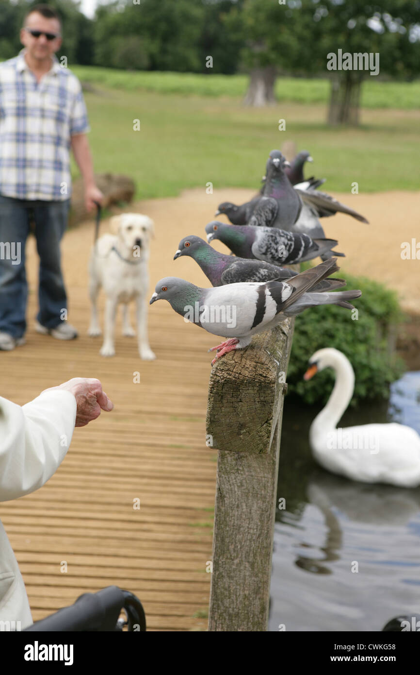 Pigeons Elderly women feeding pigeons Bushy park, UK Stock Photo