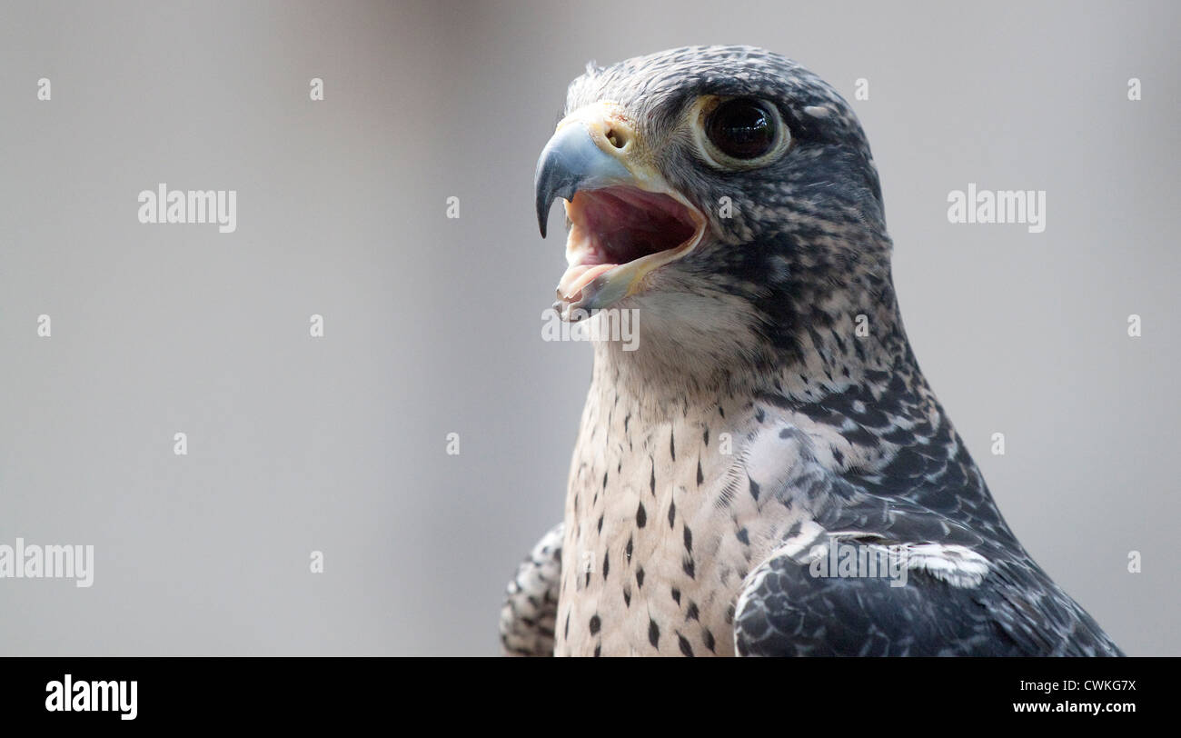 Thousand Yard Stare. A raptor appears to be speaking as he look into the distance. Image shows the Head and upper body of a falcon. Stock Photo