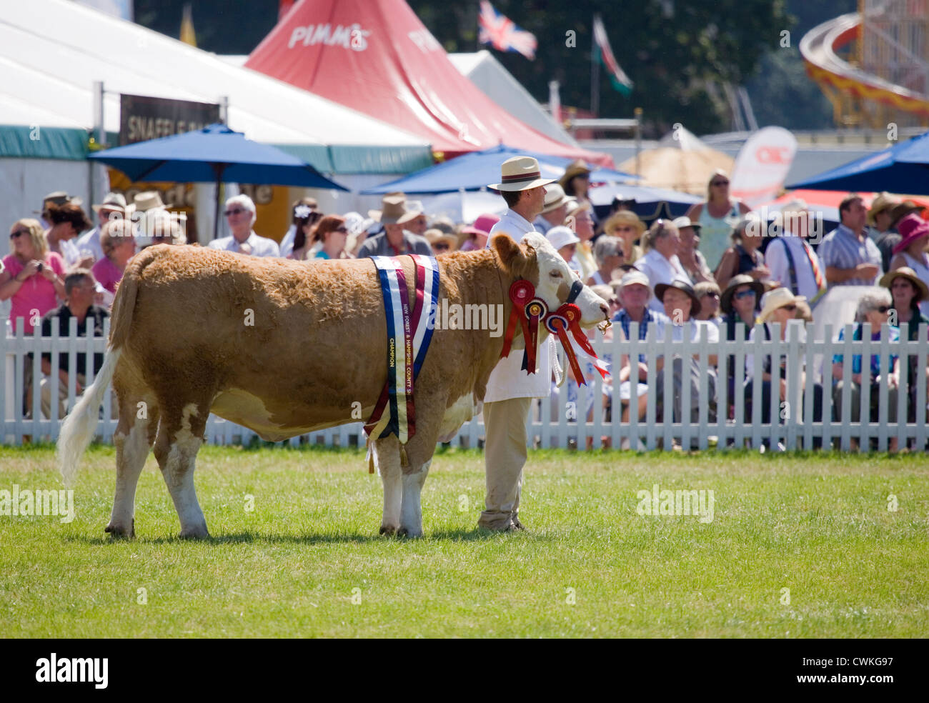Cattle showing Single adult show cow New forest country show, UK Stock Photo