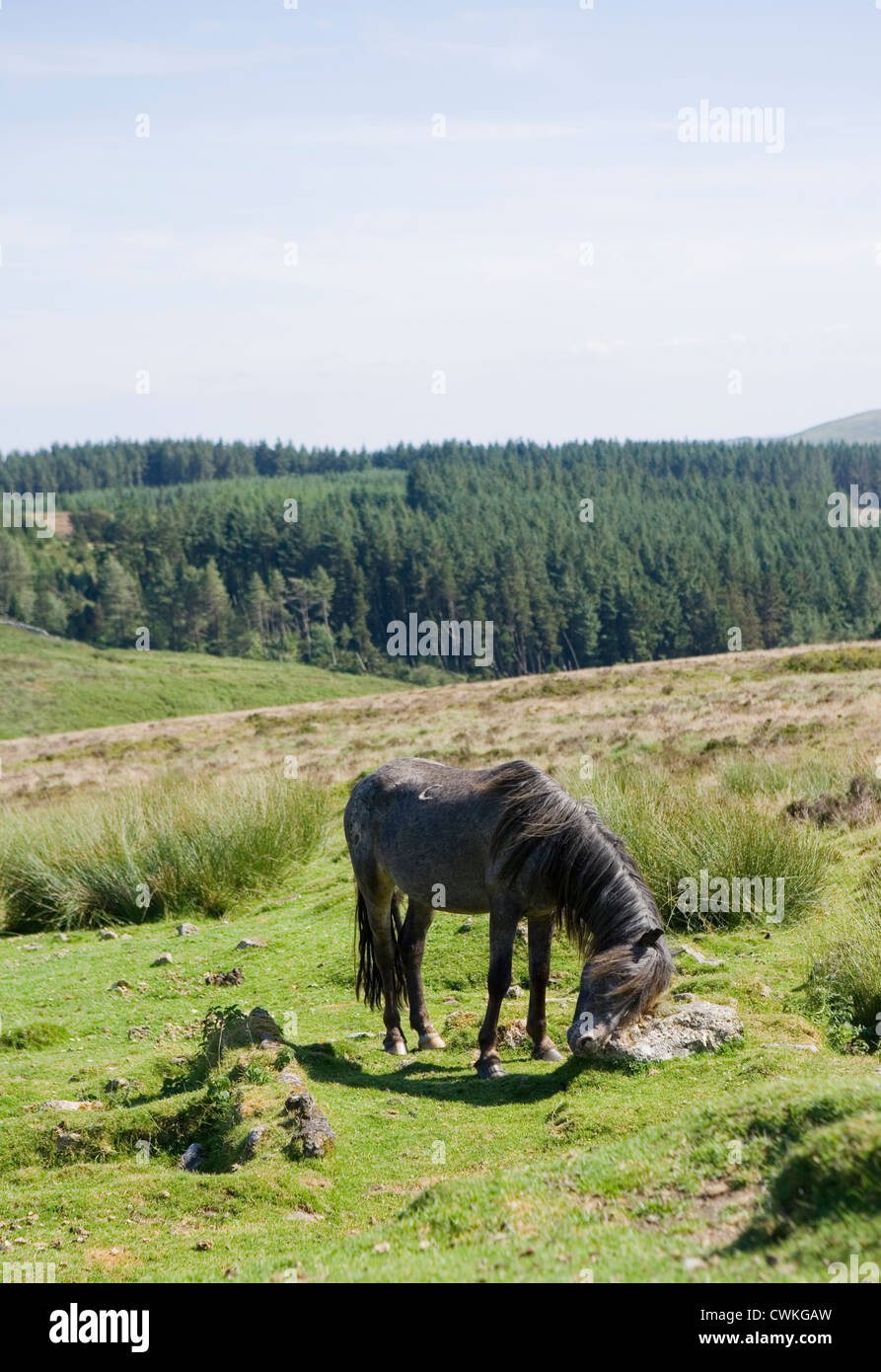 Dartmoor pony Single adult scratching Dartmoor, UK Stock Photo