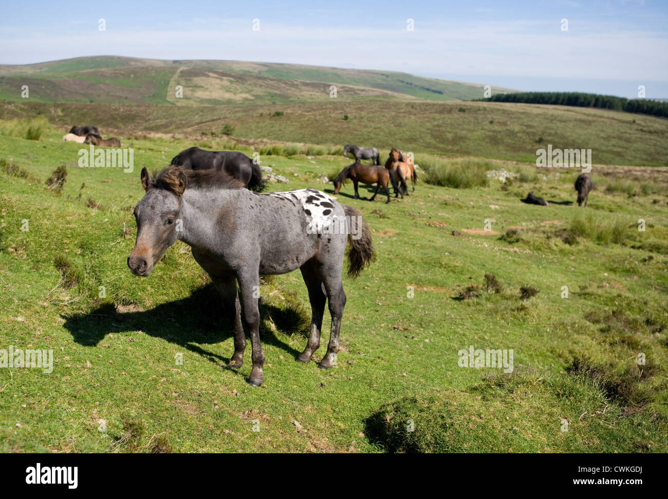 Dartmoor pony hires stock photography and images Alamy