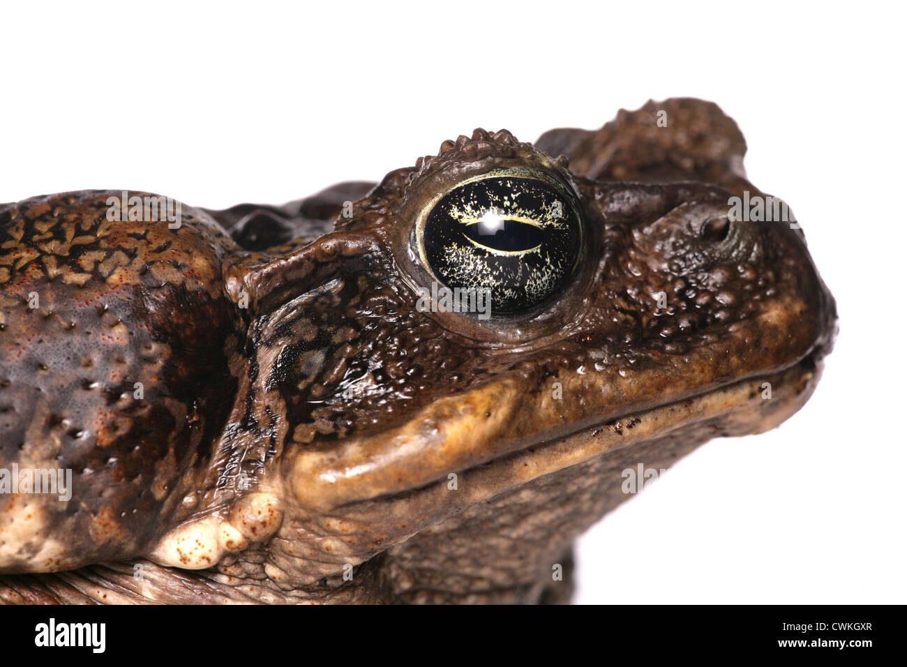 Giant Marine Toad Single adult in a studio UK Stock Photo
