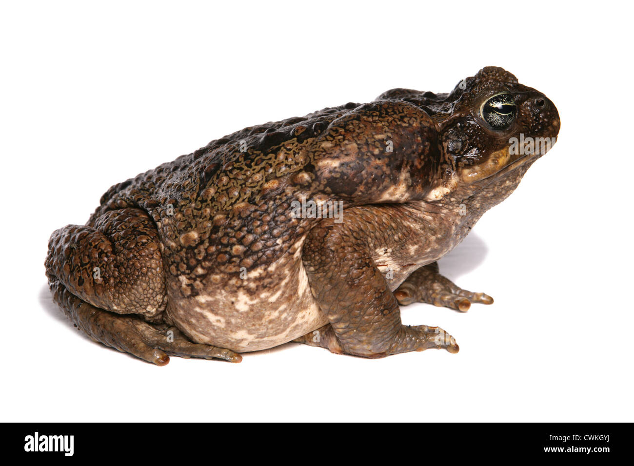Giant Marine Toad Single adult in a studio UK Stock Photo
