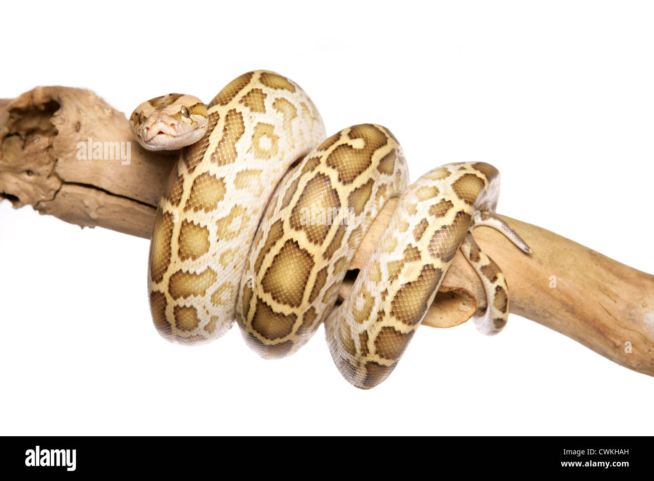 Albino Burmese Python Python molurus bivittatus Single adult on a ...