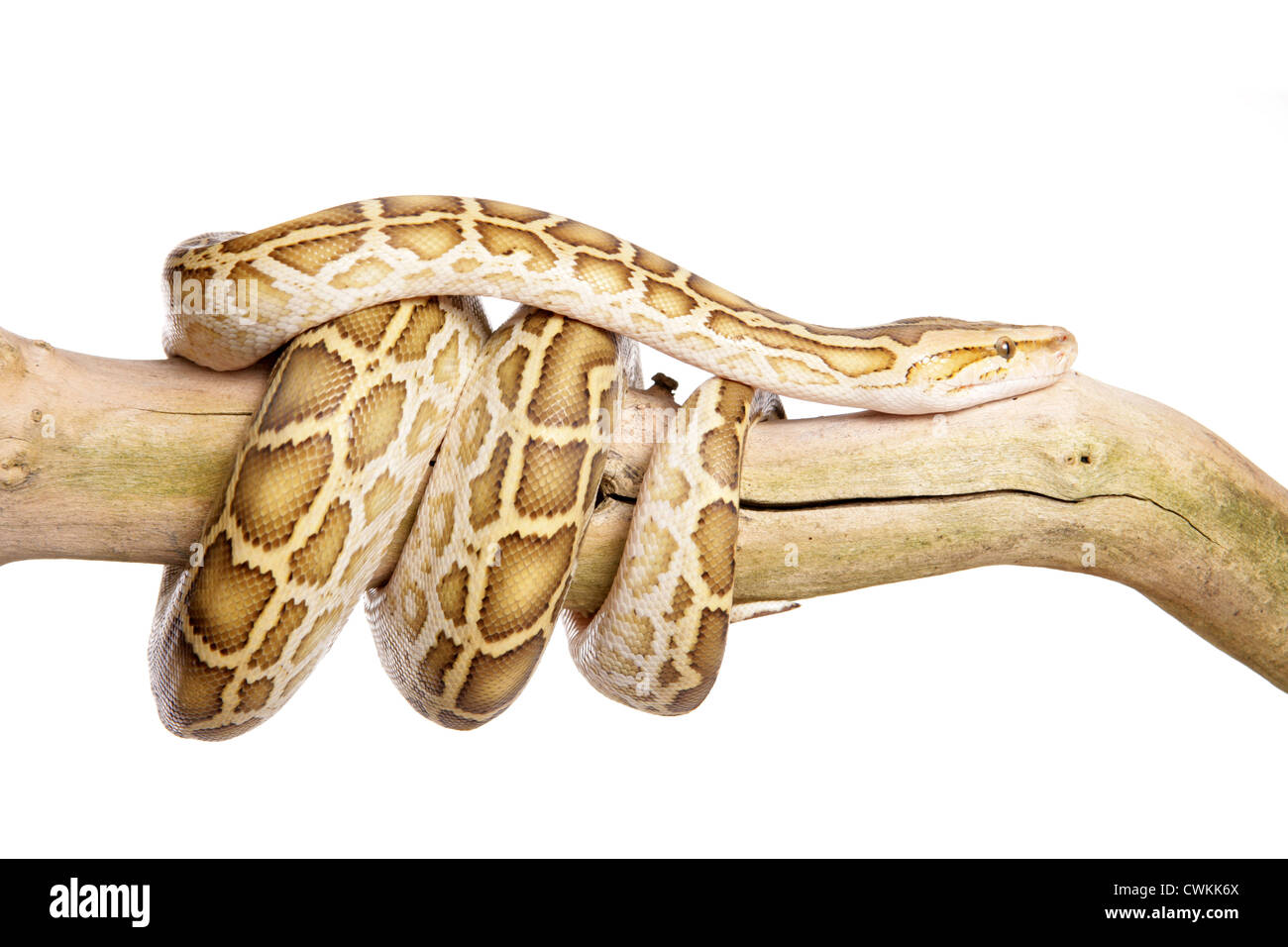 Albino Burmese Python Python molurus bivittatus Single adult on a ...