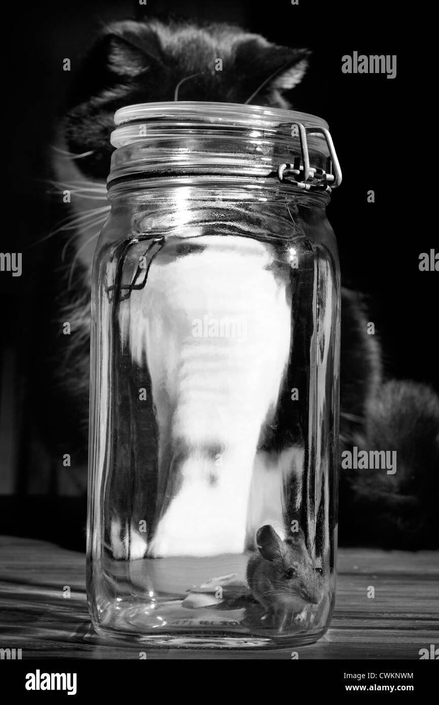 Humane Mousetrap Imprisons Rodent in Pint Glass