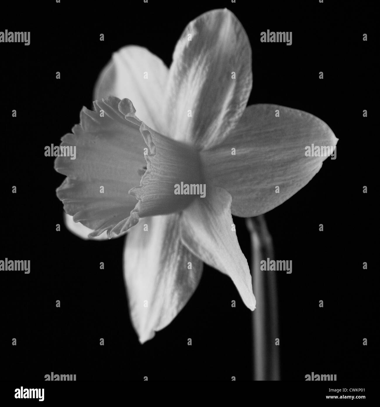 Narcissus close up in black and white Stock Photo