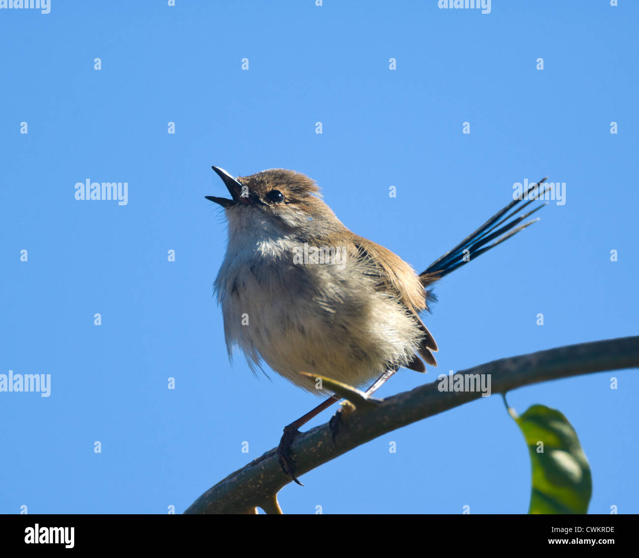 Superb Fairy-wren (Malurus cyaneus), New South Wales, Australia Stock Photo
