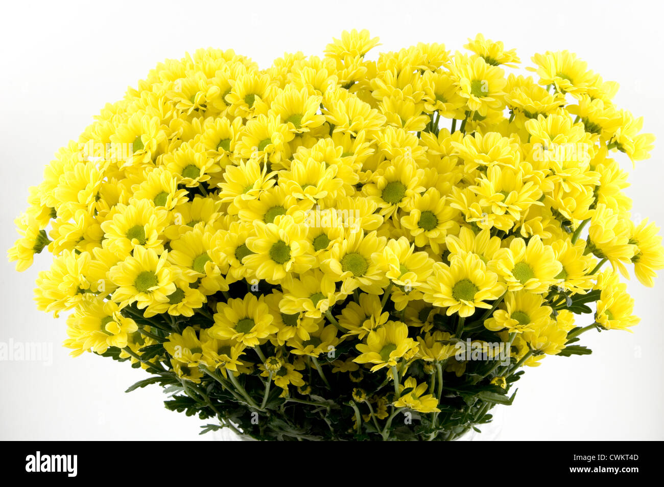 Chrysanthemum santini hires stock photography and images Alamy