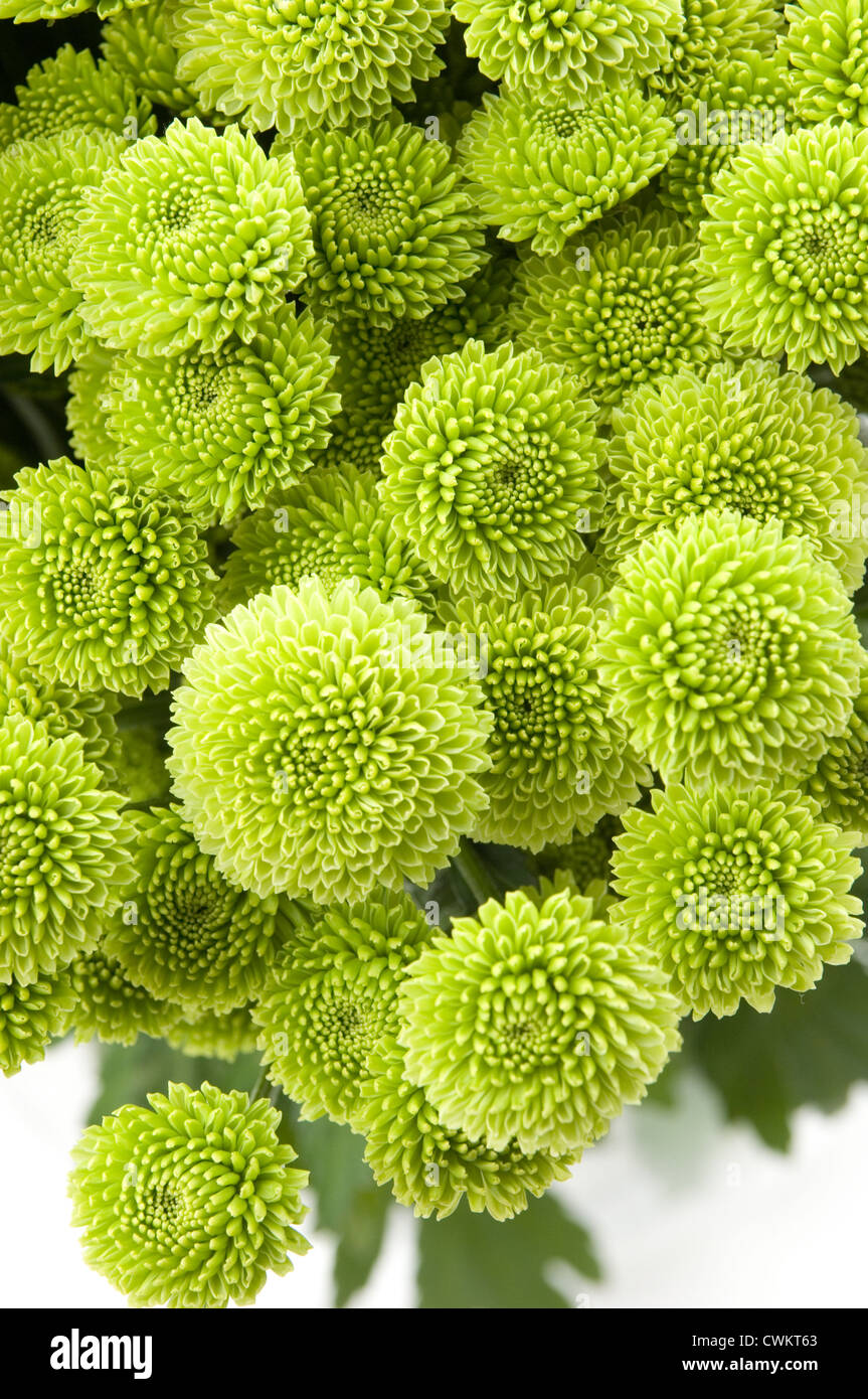 Chrysanthemum santini froggy hires stock photography and images Alamy