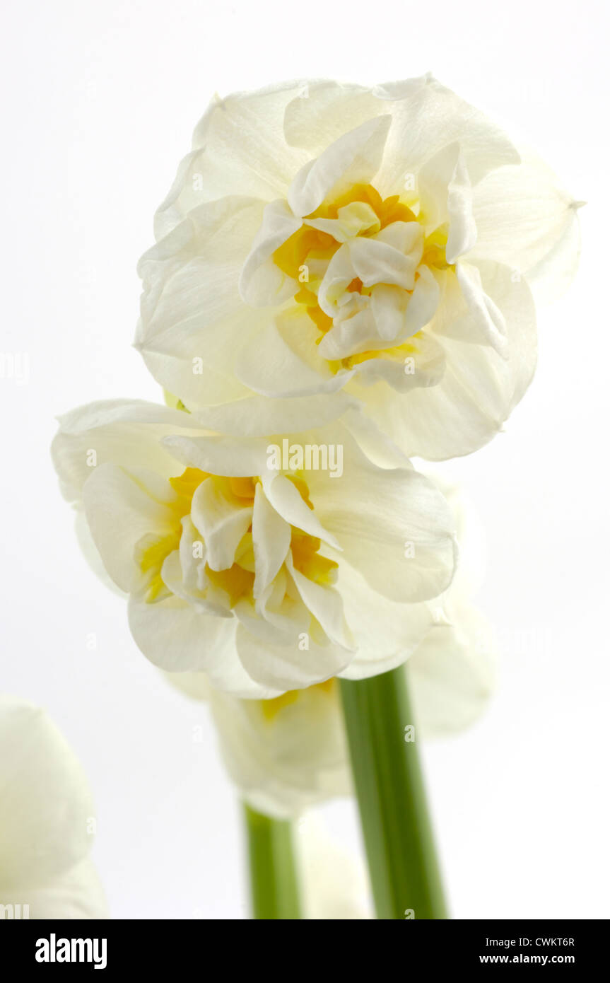 Narcissus Bridal Crown Stock Photo Alamy