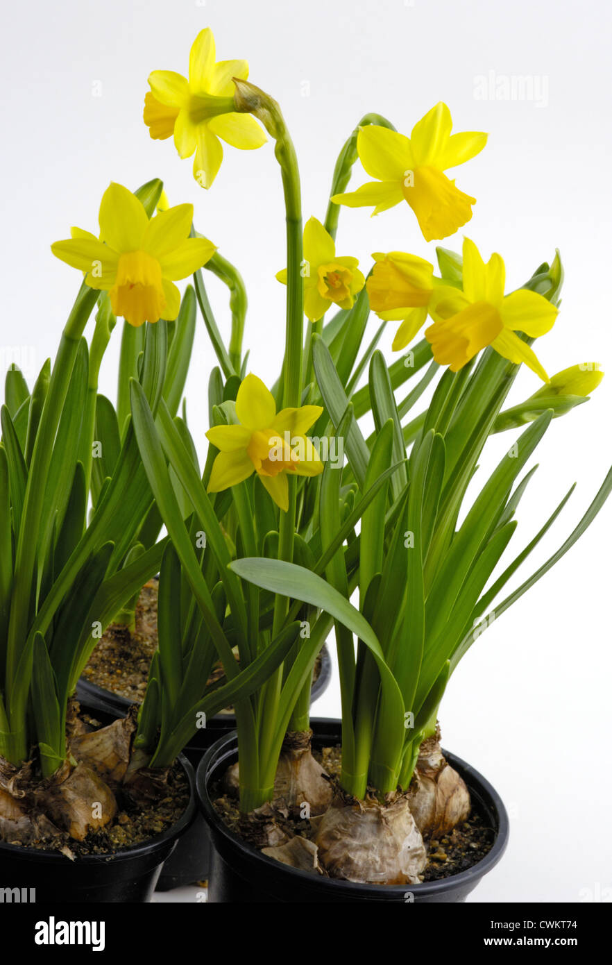 Tete A Tete Flowering High Resolution Stock Photography and Images Alamy