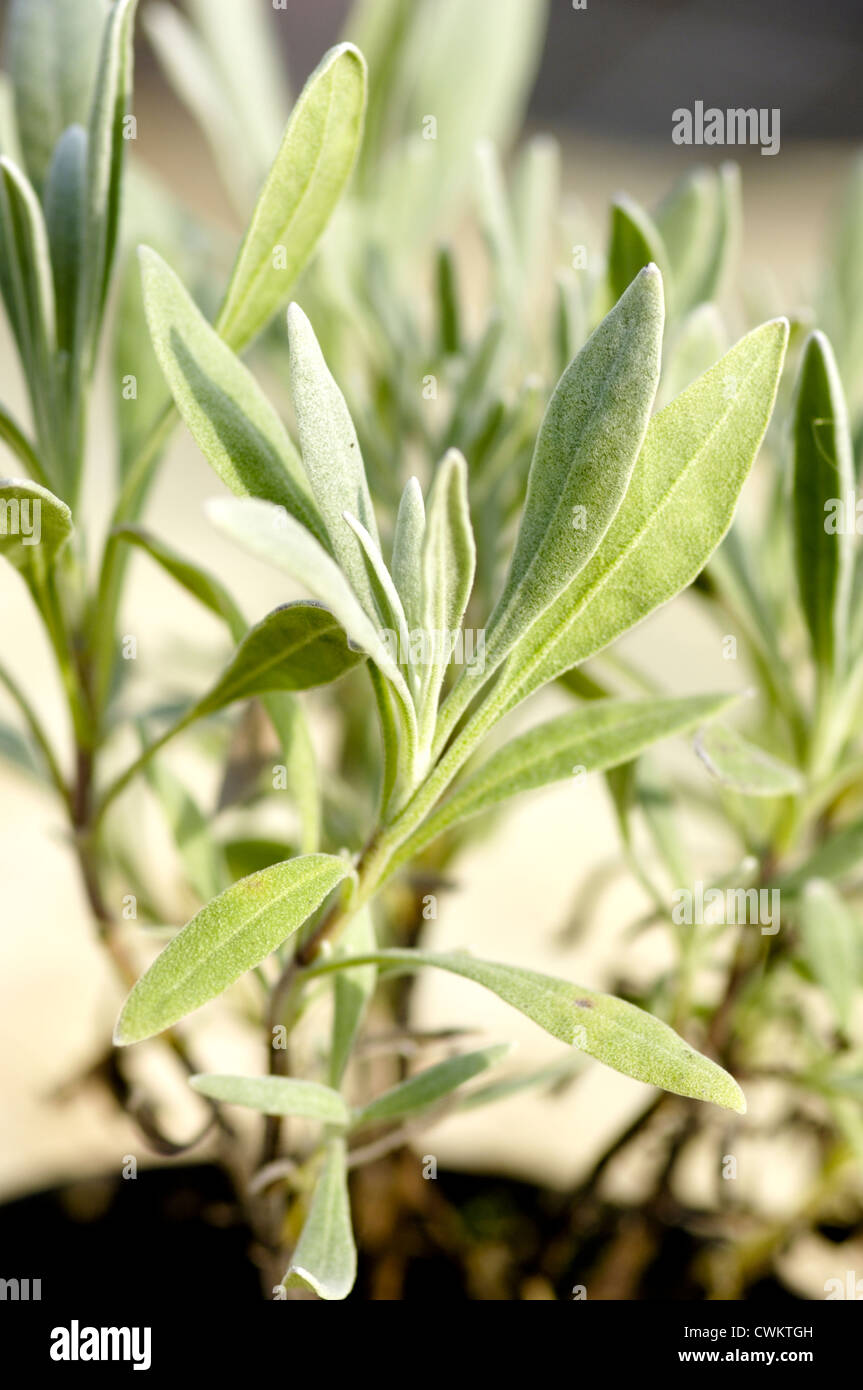 Lavandula latifolia hi-res stock photography and images - Alamy