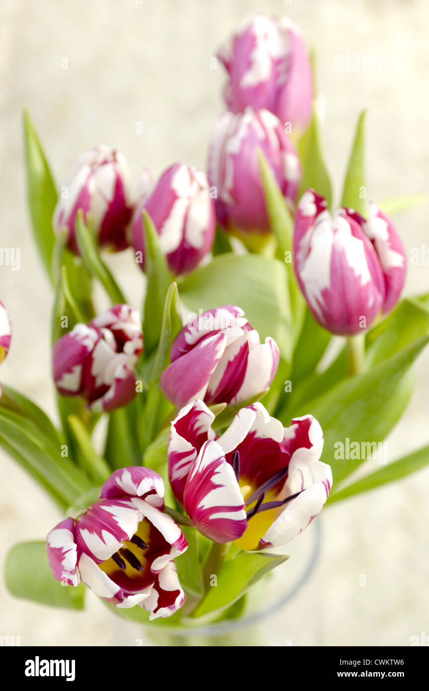Tulipa Rems Stock Photo