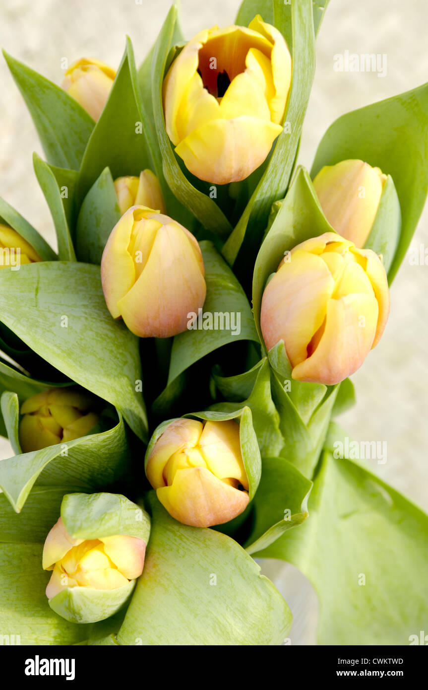 Tulipa Ad Rem Beauty Stock Photo Alamy