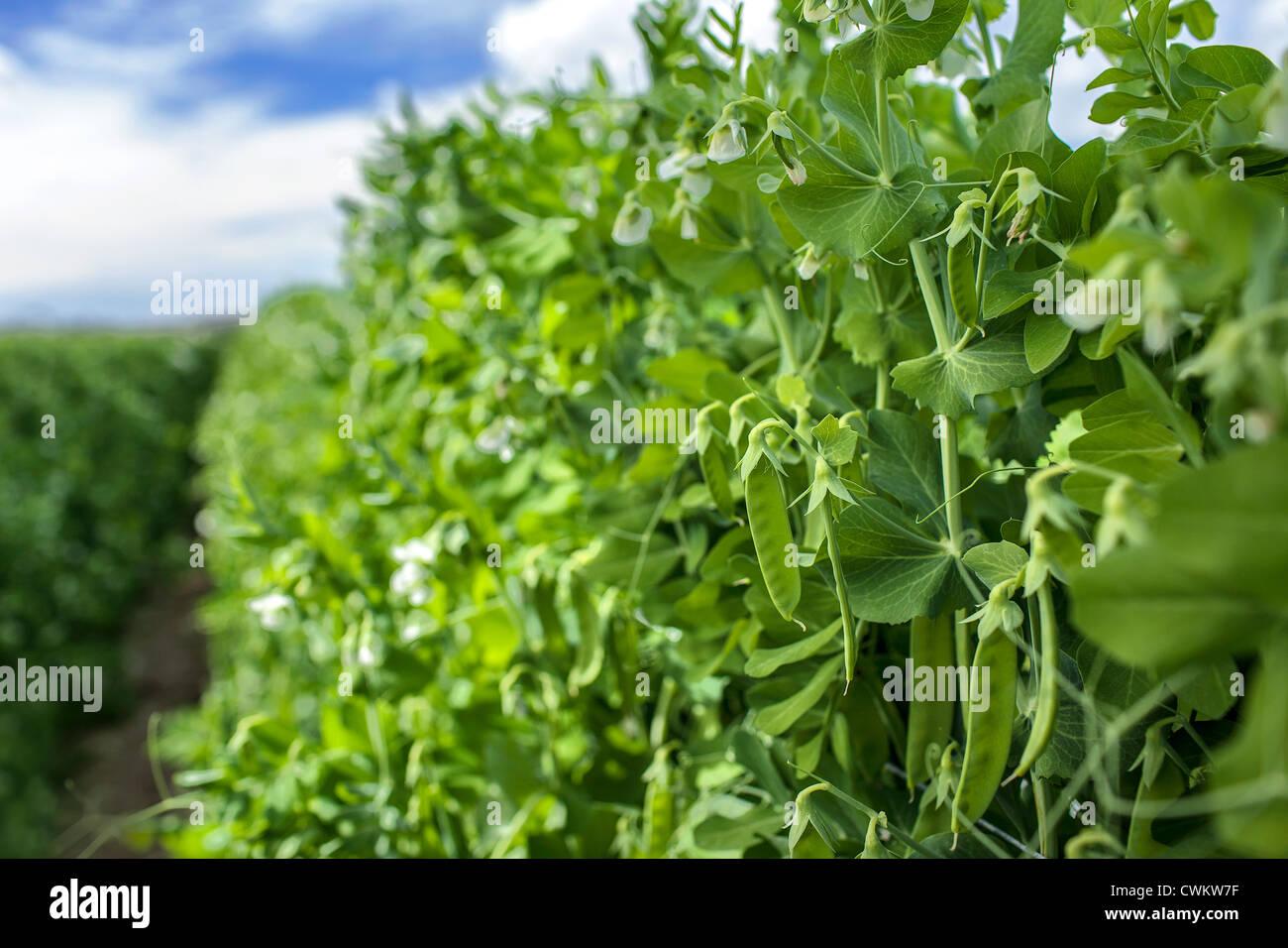 Closeup of snow peas growing on the vine on a commercial farm in