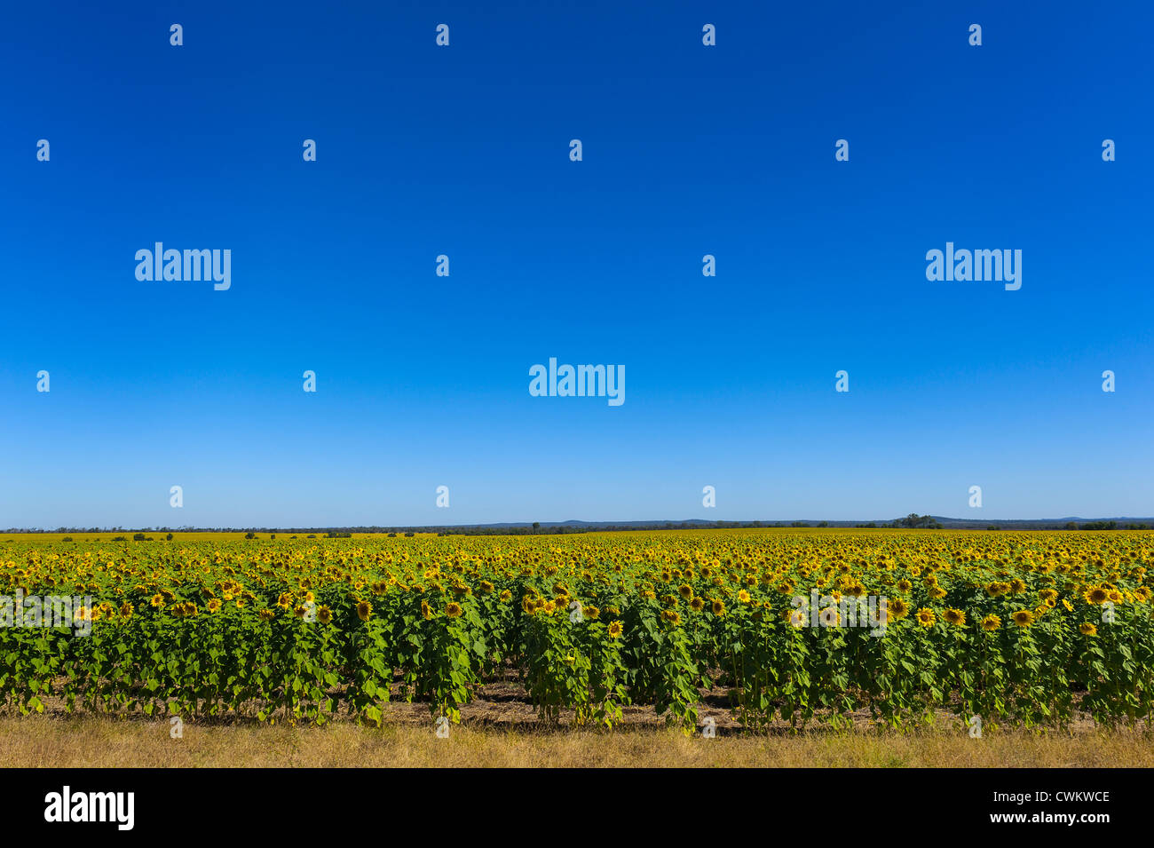 Sunflower crop North Queensland Australia Stock Photo Alamy